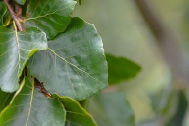 Fagus sylvatica 'Pendula' hoogstam