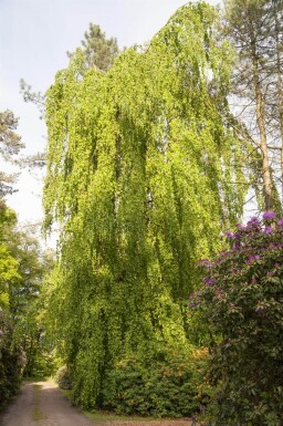 Fagus sylvatica 'Pendula' hoogstam 12/14