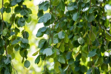 Fagus sylvatica 'Pendula' hoogstam 12/14