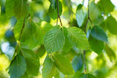 Fagus sylvatica 'Pendula' hoogstam 12/14