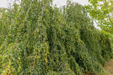 Fagus sylvatica 'Pendula' treurvorm 12/14