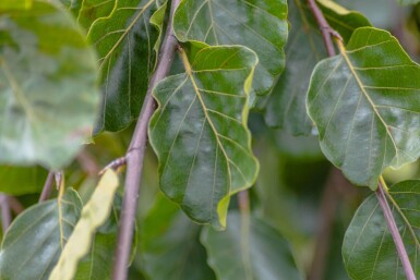 Fagus sylvatica 'Pendula' treurvorm 12/14
