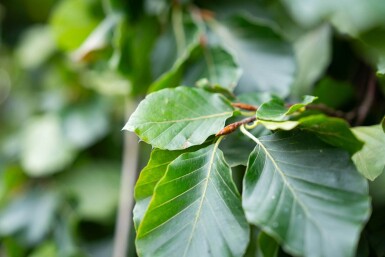 Fagus sylvatica 'Pendula' treurvorm 12/14