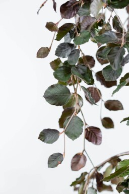 Fagus sylvatica 'Purple Fountain' hoogstam