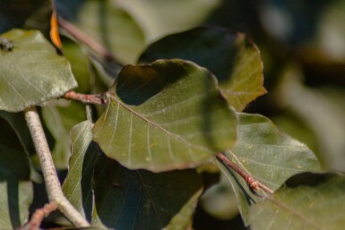 Fagus sylvatica 'Purple Fountain' hoogstam