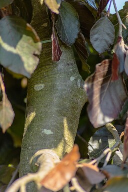Fagus sylvatica 'Purple Fountain' hoogstam 12/14
