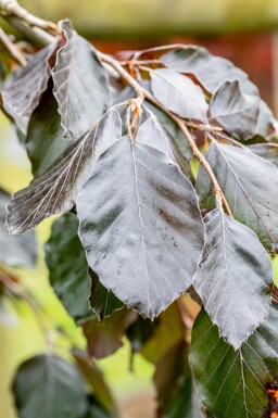 Fagus sylvatica 'Purple Fountain' hoogstam 12/14