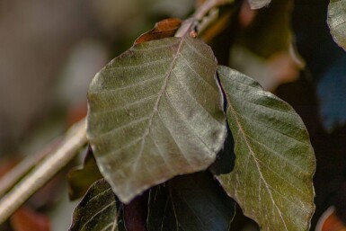 Fagus sylvatica 'Purple Fountain' beveerd 4-6