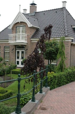 Fagus sylvatica 'Purple Fountain' beveerd 4-6