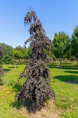 Fagus sylvatica 'Purple Fountain' treurvorm