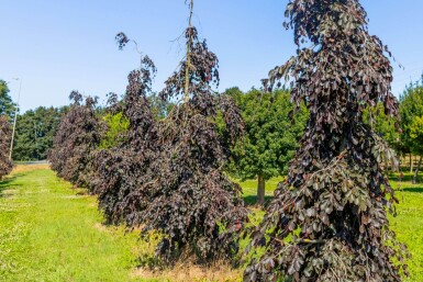 Fagus sylvatica 'Purple Fountain' treurvorm