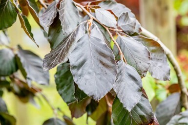 Fagus sylvatica 'Purple Fountain' treurvorm 14/16