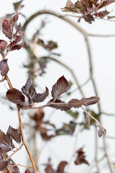 Fagus sylvatica 'Purpurea Pendula' hoogstam 10/12
