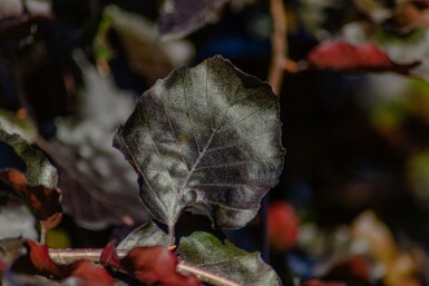 Fagus sylvatica 'Purpurea Pendula' hoogstam