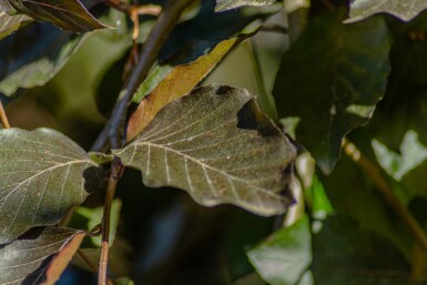 Fagus sylvatica 'Purpurea Pendula' hoogstam 10/12