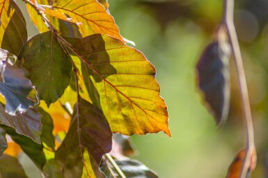Fagus sylvatica 'Purpurea Pendula' hoogstam 10/12
