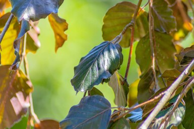 Fagus sylvatica 'Purpurea Pendula' hoogstam 10/12