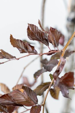 Fagus sylvatica 'Purpurea Pendula' hoogstam 10/12