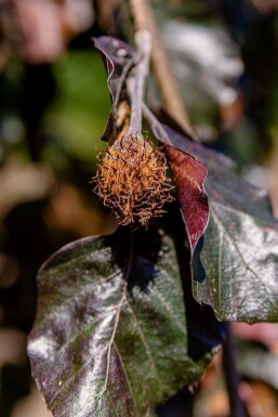 Fagus sylvatica 'Purpurea Pendula' hoogstam 10/12