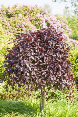Fagus sylvatica 'Purpurea Pendula' hoogstam 10/12