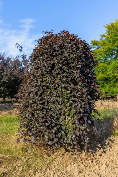 Fagus sylvatica 'Purpurea Pendula' treurvorm 14/16