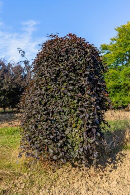 Fagus sylvatica 'Purpurea Pendula' treurvorm