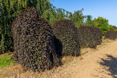 Fagus sylvatica 'Purpurea Pendula' treurvorm