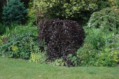 Fagus sylvatica 'Purpurea Pendula' treurvorm 14/16