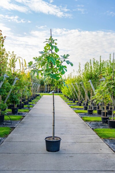 Ficus carica hoogstam 16/18