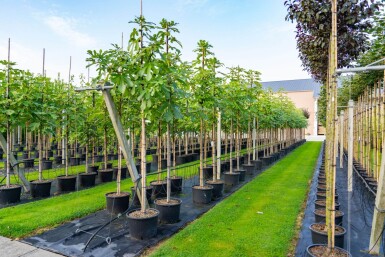 Ficus carica hoogstam 16/18