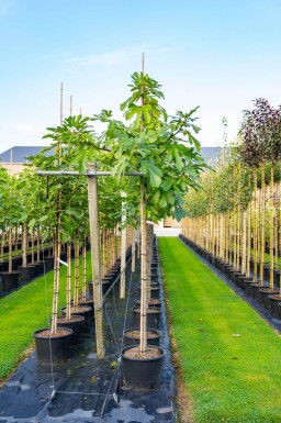 Ficus carica hoogstam 16/18
