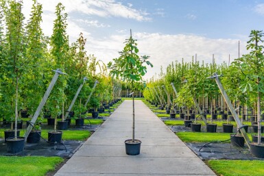 Ficus carica hoogstam 16/18