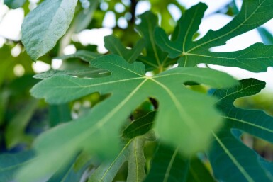 Ficus carica hoogstam 16/18