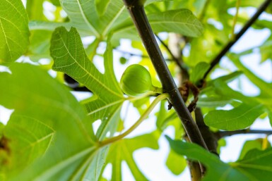 Ficus carica hoogstam 16/18