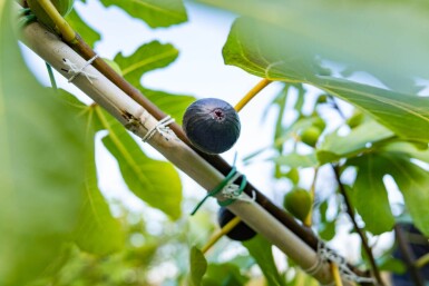 Ficus carica hoogstam 16/18