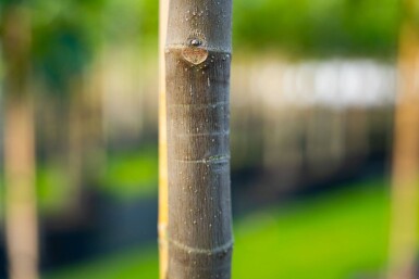 Ficus carica hoogstam 16/18