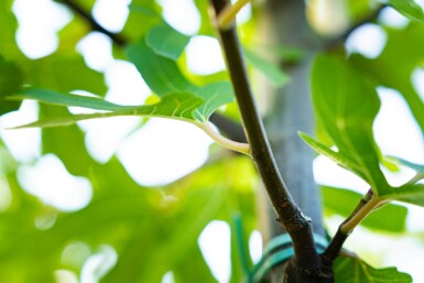 Ficus carica hoogstam 16/18