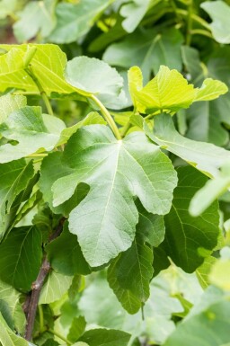 Ficus carica meerstammig