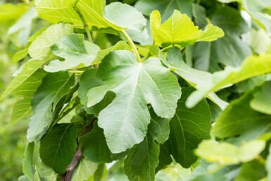 Ficus carica meerstammig