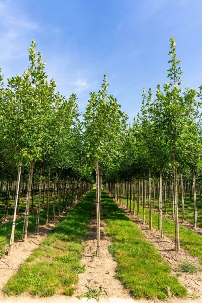 Fraxinus americana hoogstam