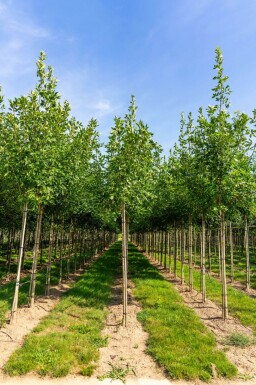 Fraxinus americana hoogstam