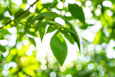 Fraxinus americana hoogstam