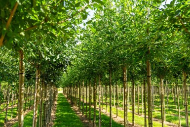 Fraxinus americana hoogstam