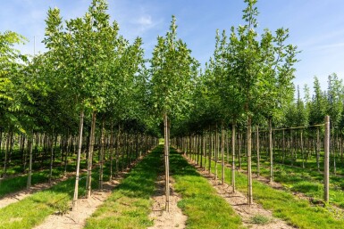 Fraxinus americana hoogstam