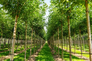 Fraxinus americana hoogstam