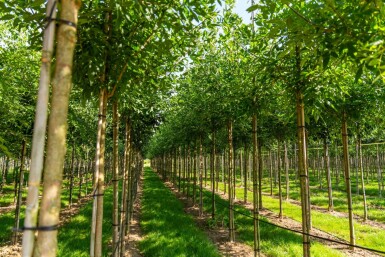 Fraxinus americana hoogstam