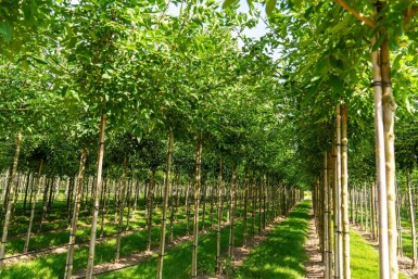 Fraxinus americana hoogstam