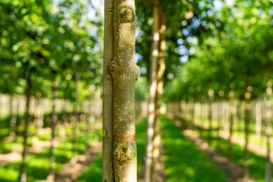 Fraxinus americana hoogstam
