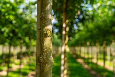 Fraxinus americana hoogstam