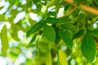 Fraxinus americana hoogstam